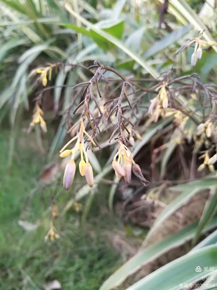 酷似吊兰的金线桔梗兰